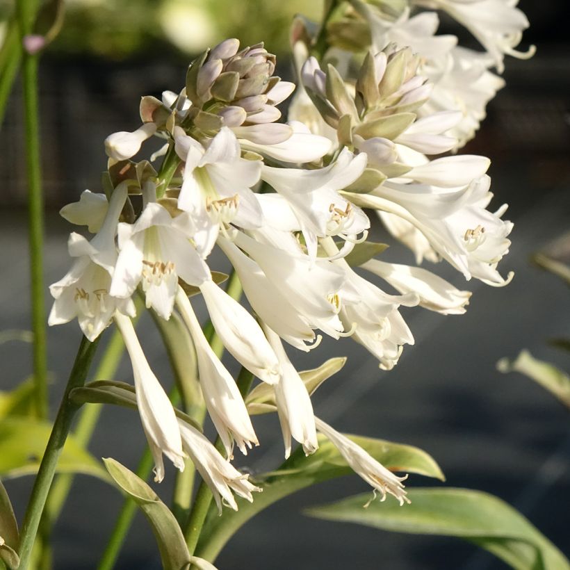 Hosta Blue Mammoth (Fioritura)