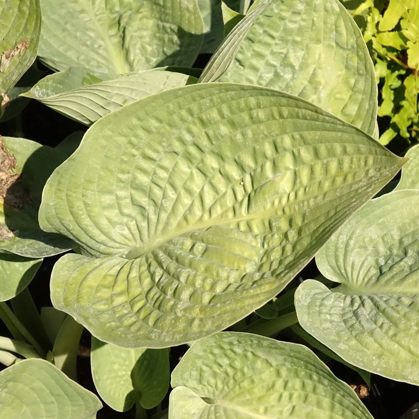 Hosta Blue Vision (Fogliame)