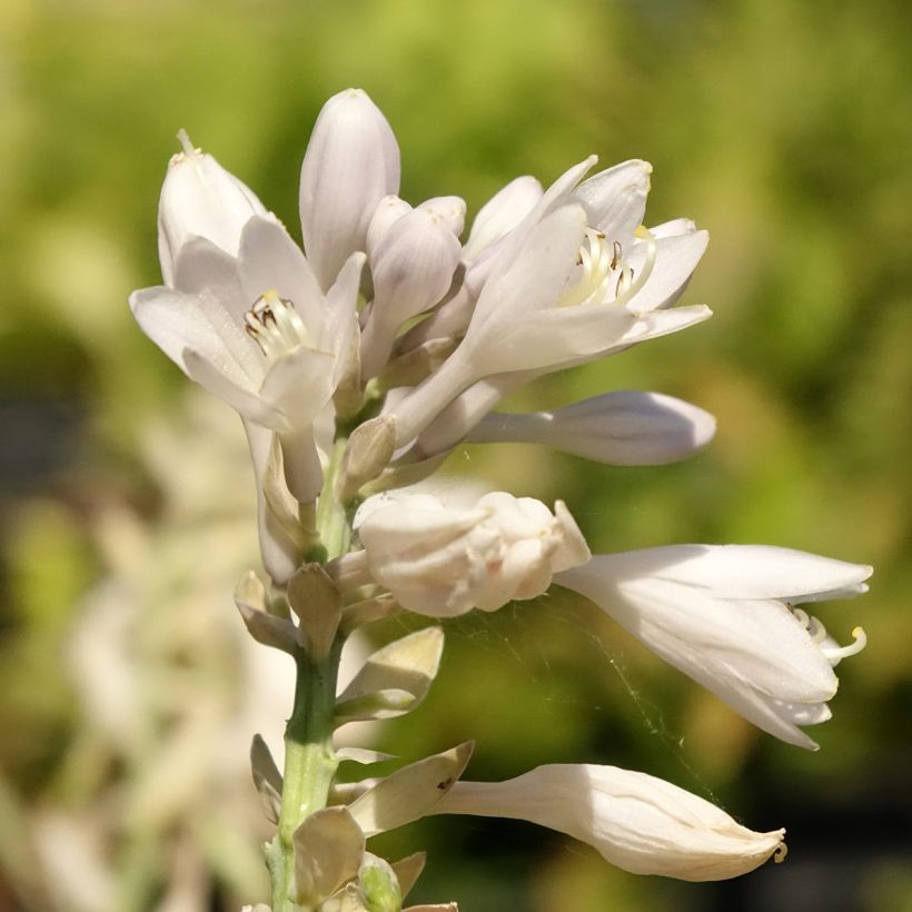 Hosta Blue Vision (Fioritura)