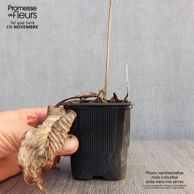 Esemplare di Hosta Bressingham Blue Vasetto da 8/9 cm come consegnato in autunno