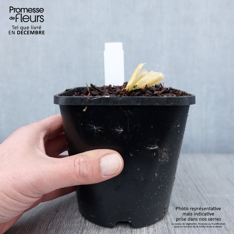 Esemplare di Hosta Bridal Falls Pot de 1,5L/2L come consegnato in autunno
