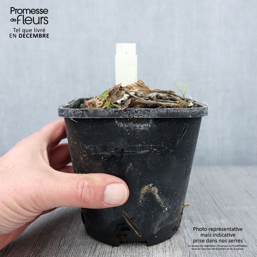 Esemplare di Hosta Broad Street Pot de 1,5L/2L come consegnato in autunno