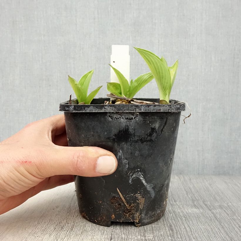 Hosta Broad Street Vaso da 1,5L/2L esemplare consegnato in primavera