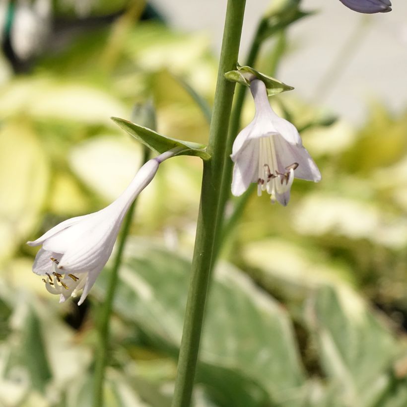Hosta Broadway (Flowering)