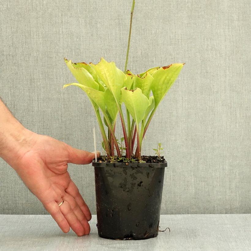 Esemplare di Hosta Celtic Uplands Pot de 1,5L/2L consegnato in estate