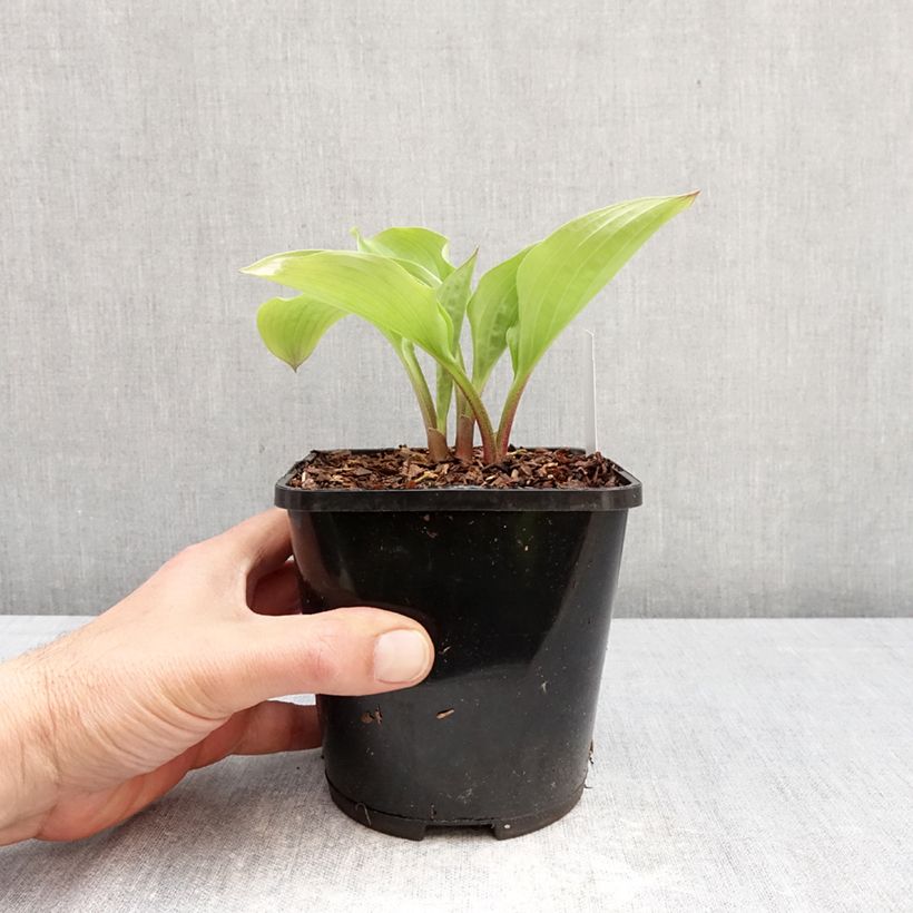 Hosta Celtic Uplands Vaso da 1,5L/2L esemplare consegnato in primavera