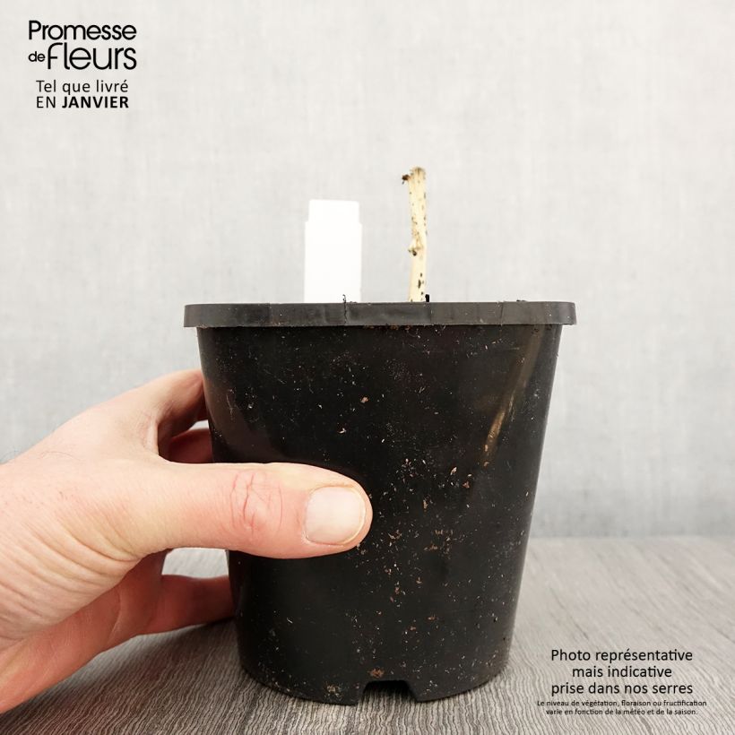 Hosta Clifford's Stingray Pot de 1,5L/2L esemplare consegnato in inverno