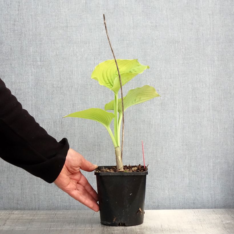 Hosta Coast to Coast Vaso da 1,5L/2L esemplare consegnato in primavera