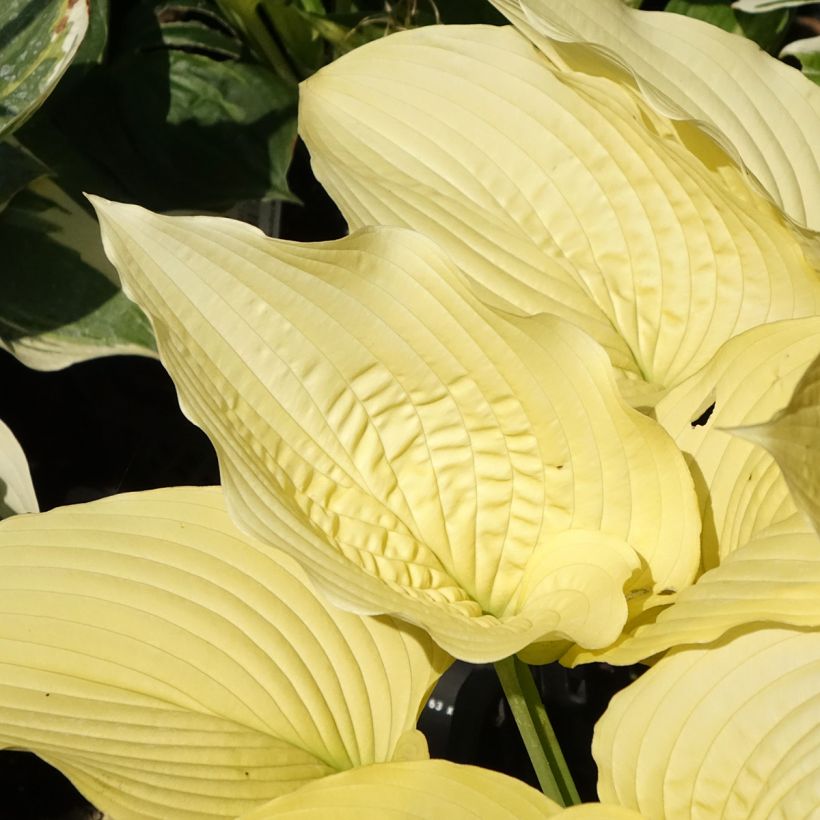 Hosta Coast to Coast (Fogliame)