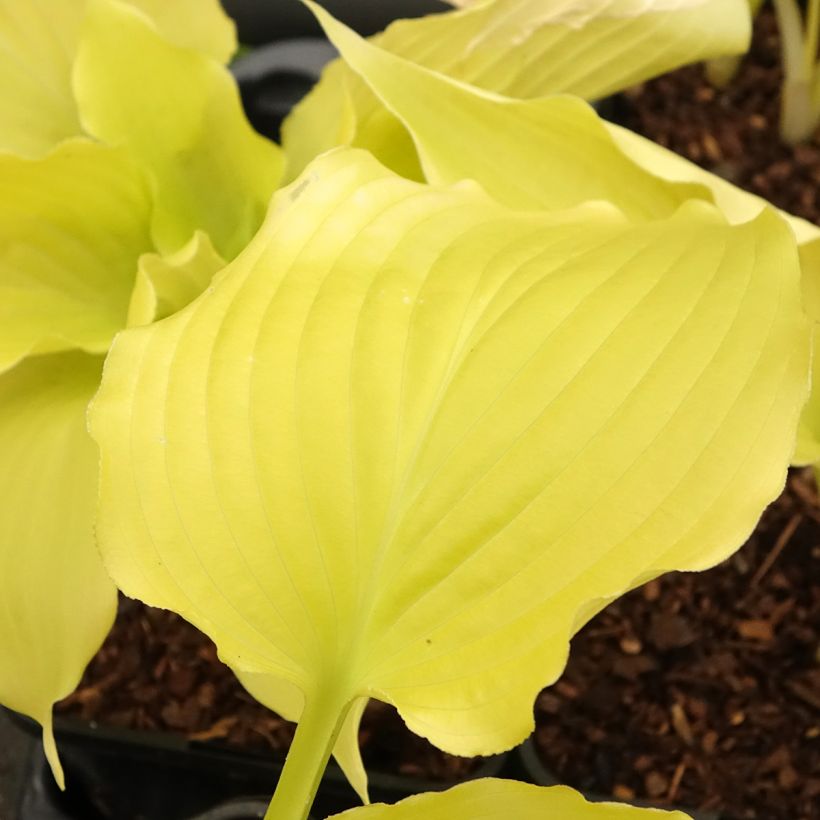 Hosta Dancing Queen (Fogliame)