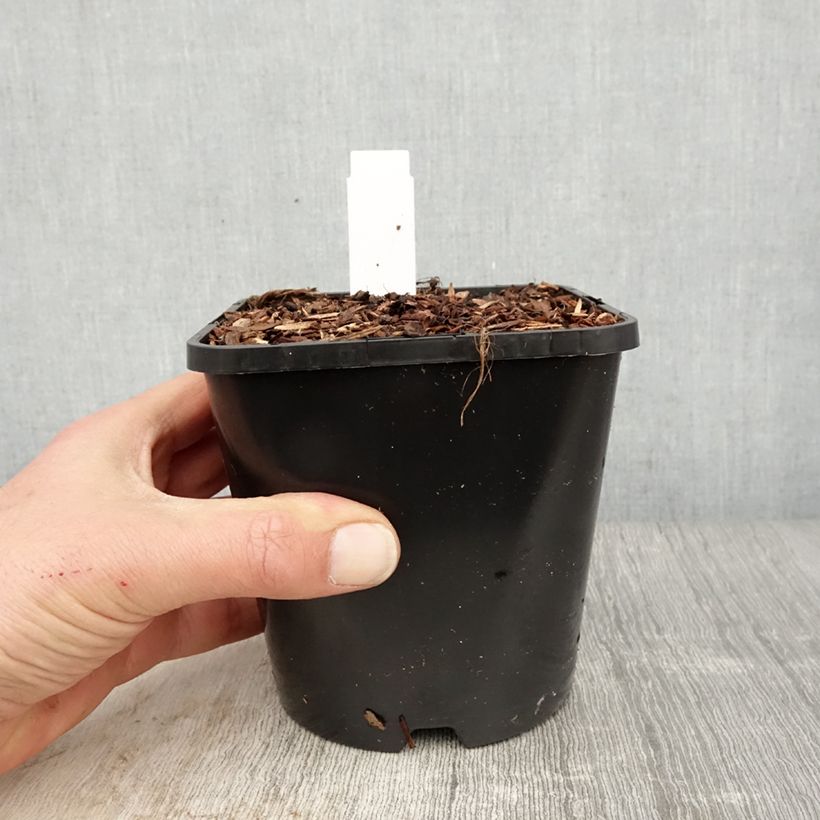 Hosta Dream Queen Vaso da 1,5L/2L esemplare consegnato in primavera