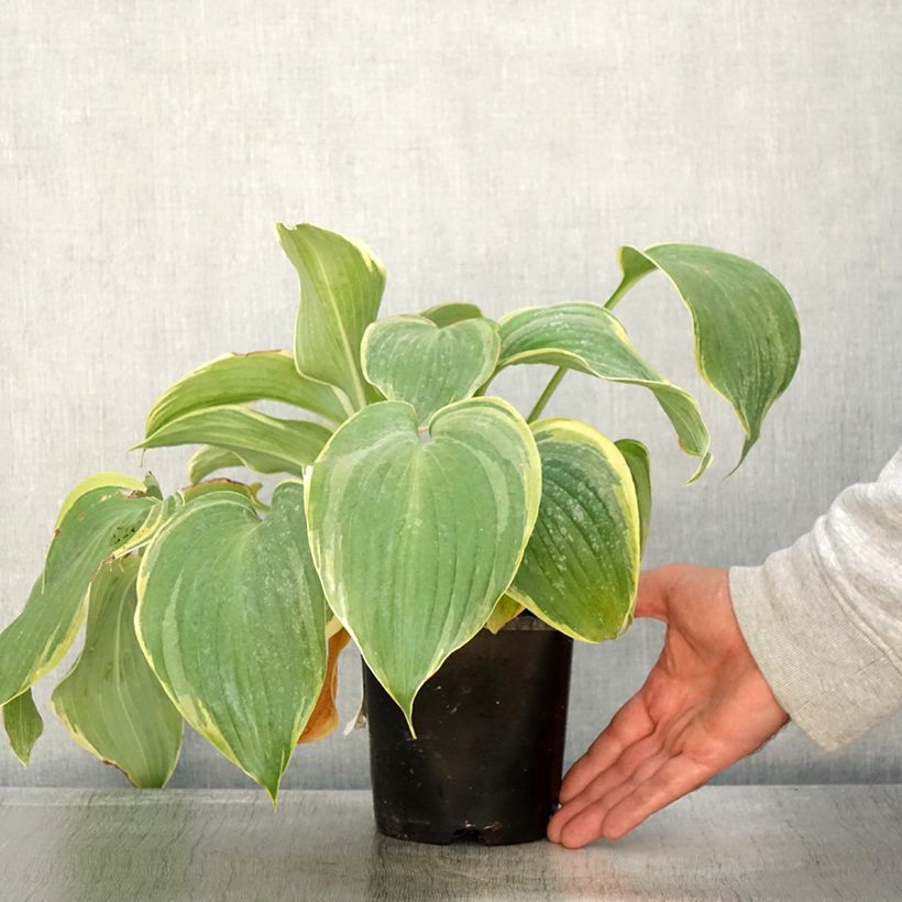 Esemplare di Hosta Earth Angel Pot de 1,5L/2L come consegnato in autunno