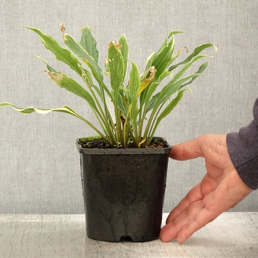 Esemplare di Hosta Electrocution Pot de 1,5L/2L come consegnato in autunno