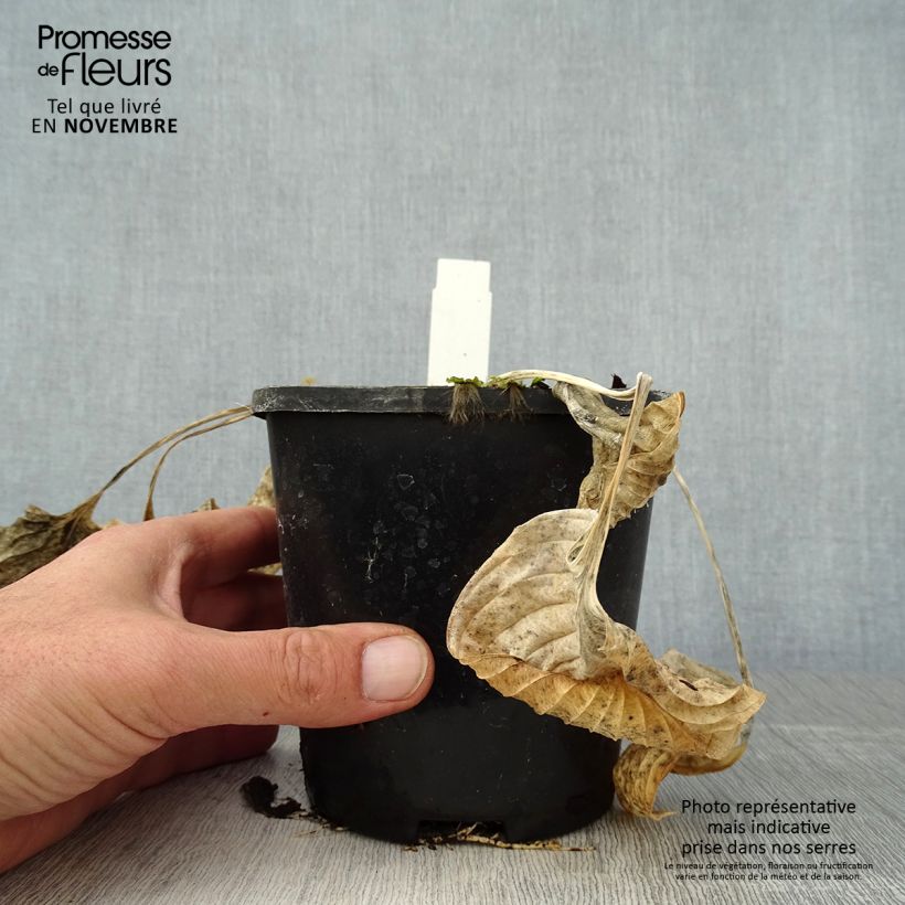 Esemplare di Hosta Eye Catcher Pot de 1,5L/2L come consegnato in autunno