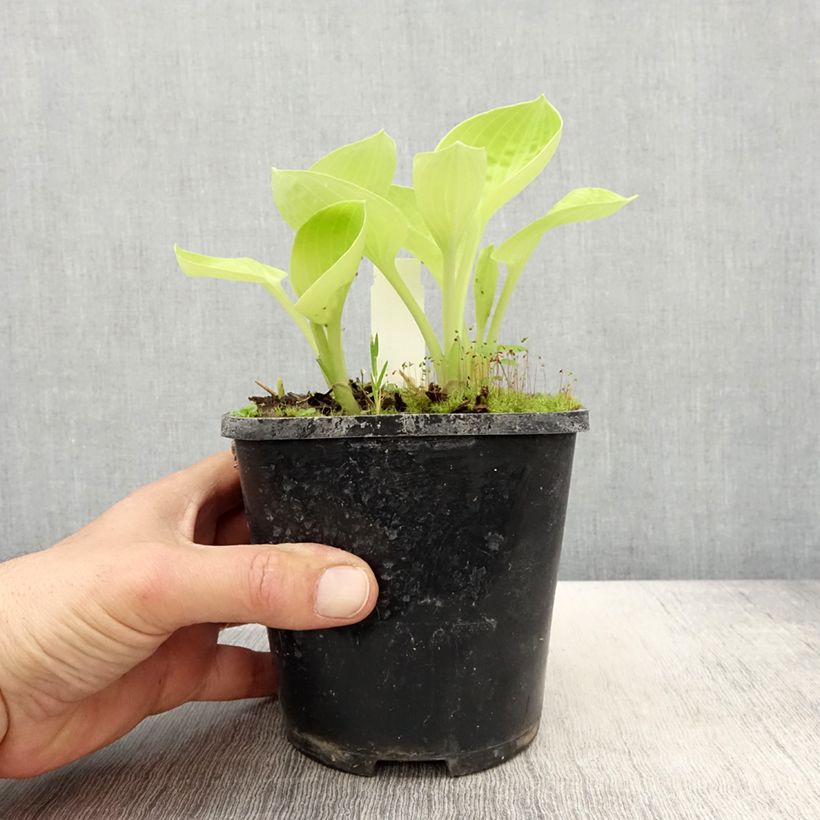Hosta Eye Catcher Vaso da 1,5L/2L esemplare consegnato in primavera