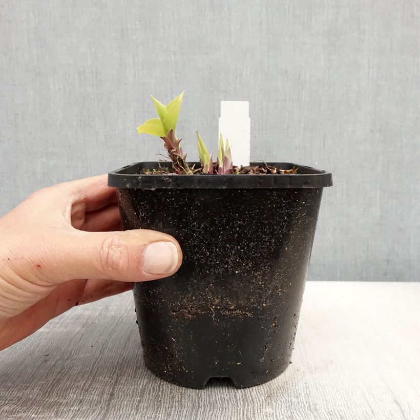 Example of Hosta Faithfull Heart Vaso da 1,5L/2L as you get in printemps