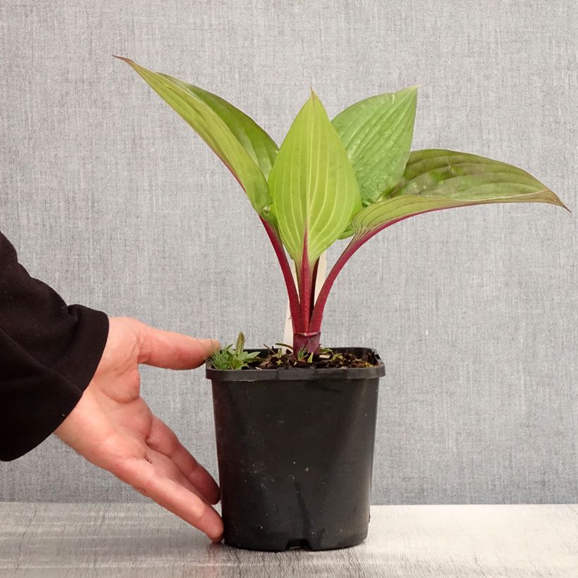 Example of Hosta First Blush Vaso da 1,5L/2L as you get in printemps