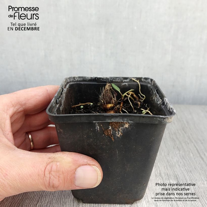Esemplare di Hosta Flemish Sky Vasetto da 8/9 cm come consegnato in autunno