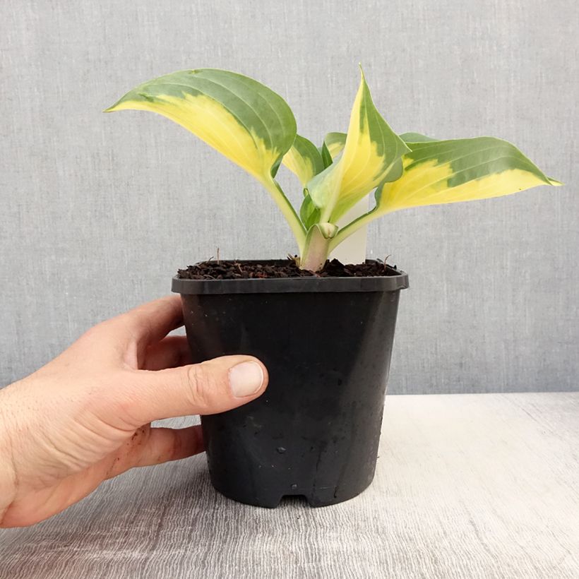 Example of Hosta Forbidden Fruit Vaso da 1,5L/2L as you get in printemps