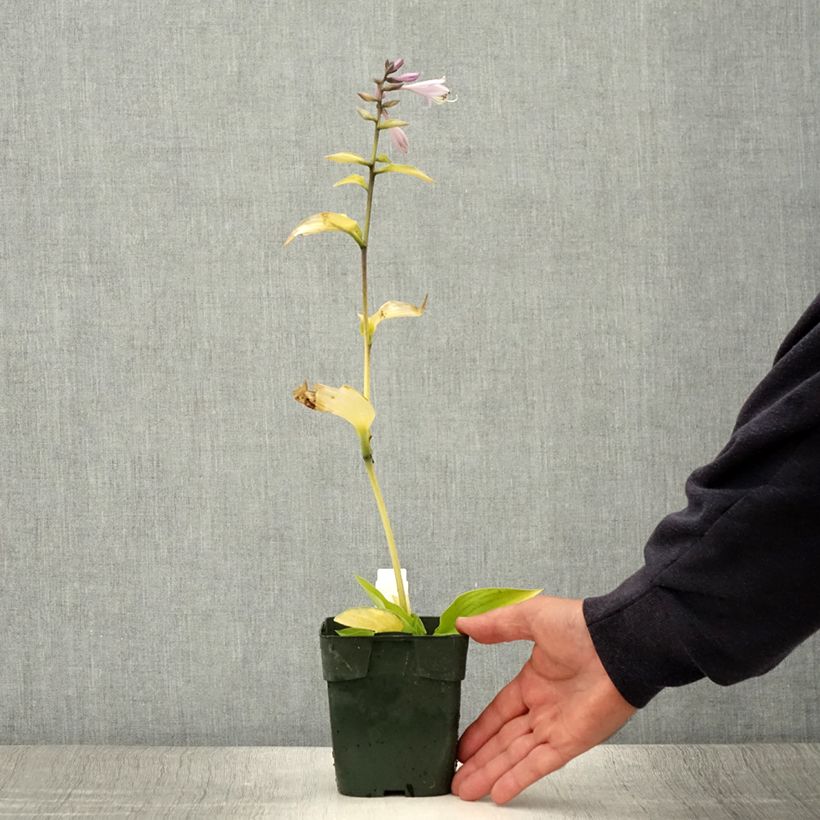 Esemplare di Hosta fortunei Gold Standard Vaso da 2L/3L consegnato in estate