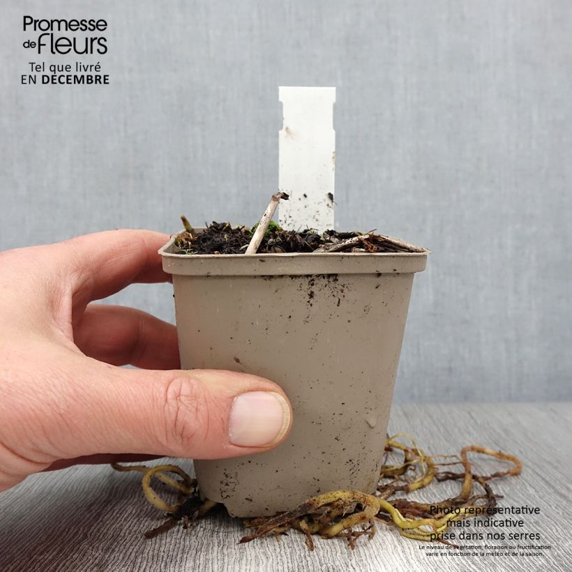 Esemplare di Hosta fortunei Gold Standard Vasetto da 8/9 cm come consegnato in autunno