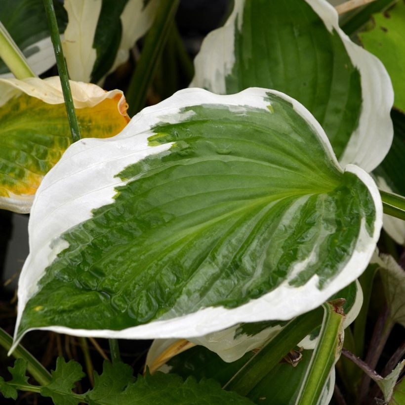 Hosta fortunei Patriot (Fogliame)