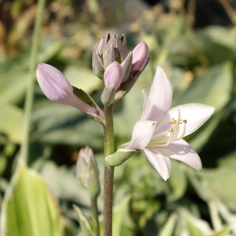 Hosta fortunei Patriot (Fioritura)