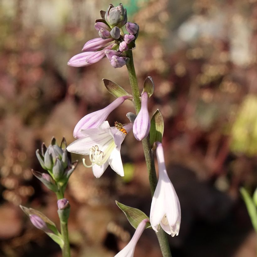 Hosta fortunei var. hyacinthina (Fioritura)