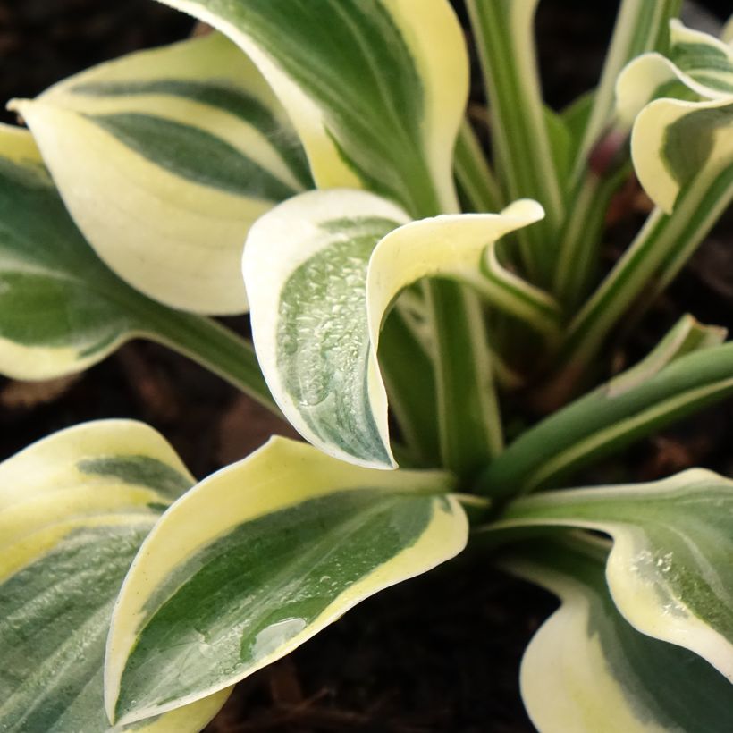 Hosta Frosted Mouse Ears (Fogliame)