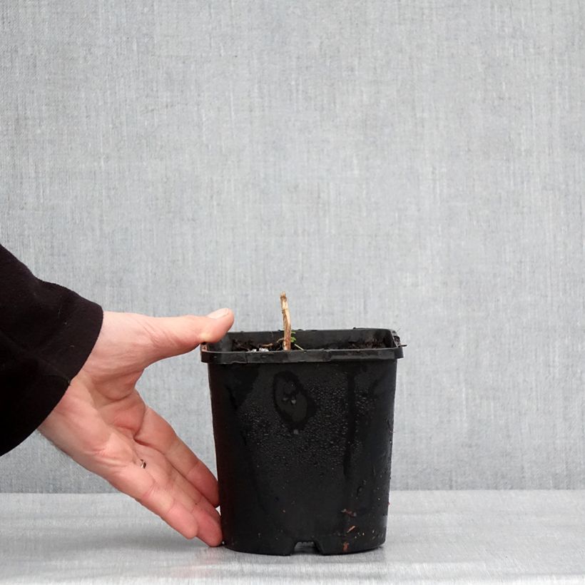 Hosta Frosted Mouse Ears Pot de 1,5L/2L esemplare consegnato in inverno