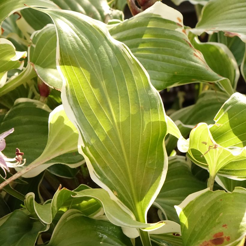 Hosta Frosted Raspberry (Fogliame)