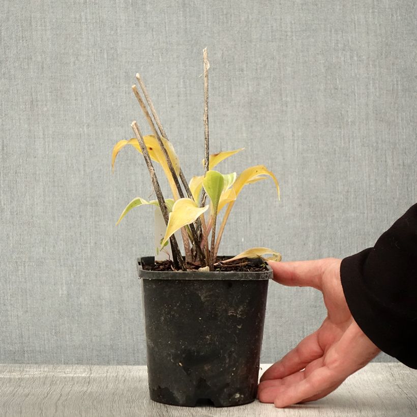 Esemplare di Hosta Frosted Raspberry Pot de 1,5L/2L come consegnato in autunno