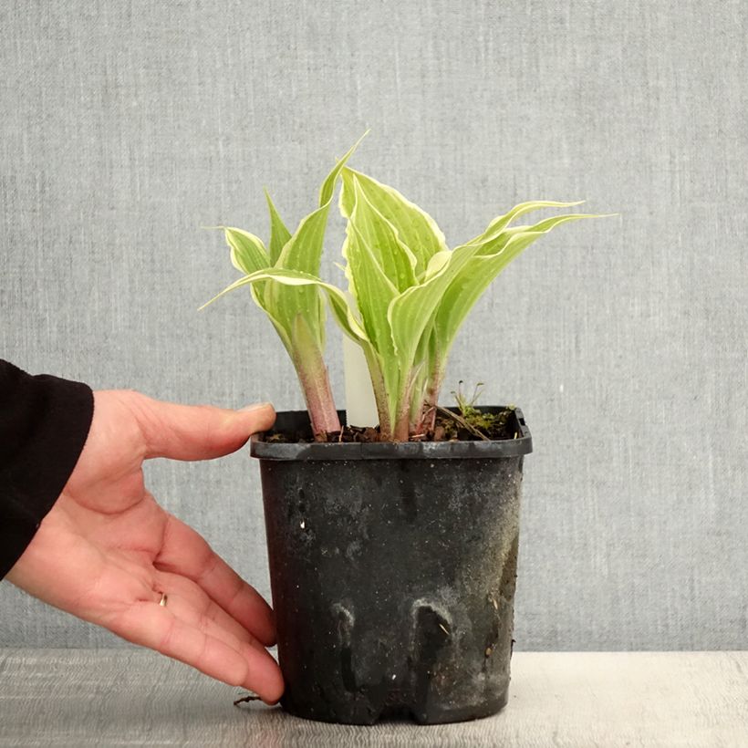 Hosta Frosted Raspberry Vaso da 1,5L/2L esemplare consegnato in primavera