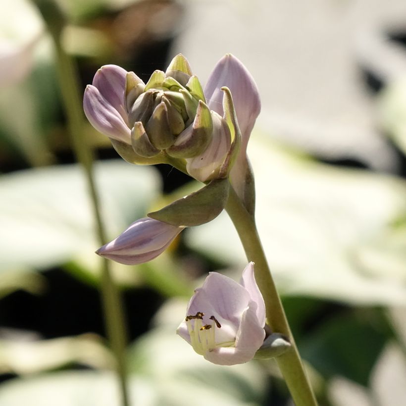 Hosta Goldbrook Glimmer (Fioritura)