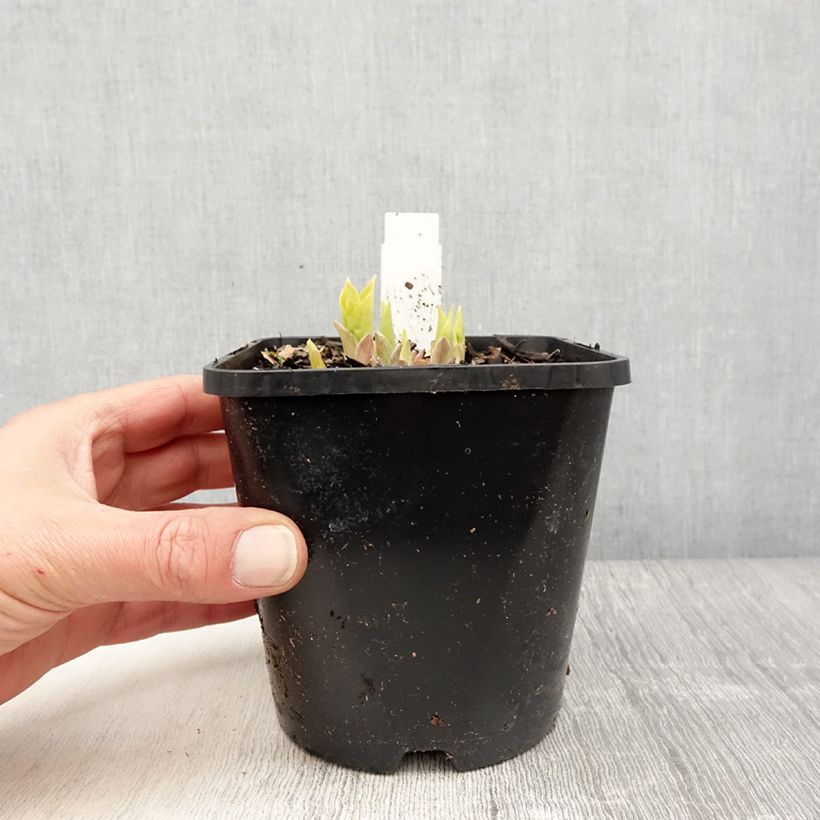 Example of Hosta Golden Needles Vaso da 1,5L/2L as you get in printemps