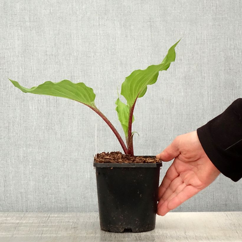 Example of Hosta Gooseberry Sundae Vaso da 1,5L/2L as you get in printemps