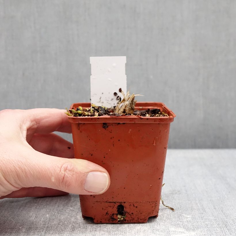 Hosta Guacamole Vasetto da 8/9 cm esemplare consegnato in inverno