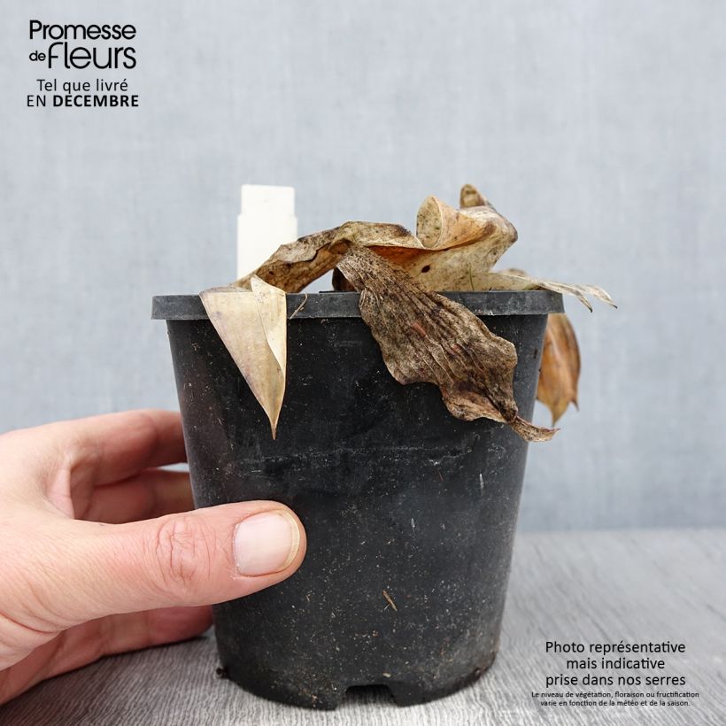 Esemplare di Hosta tardiana Halcyon Vaso da 1L/1,5L come consegnato in autunno