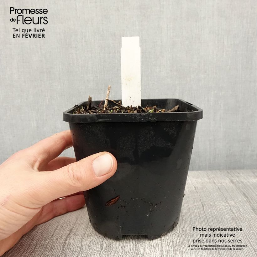 Hosta Harry Van Trier Pot de 1,5L/2L esemplare consegnato in inverno