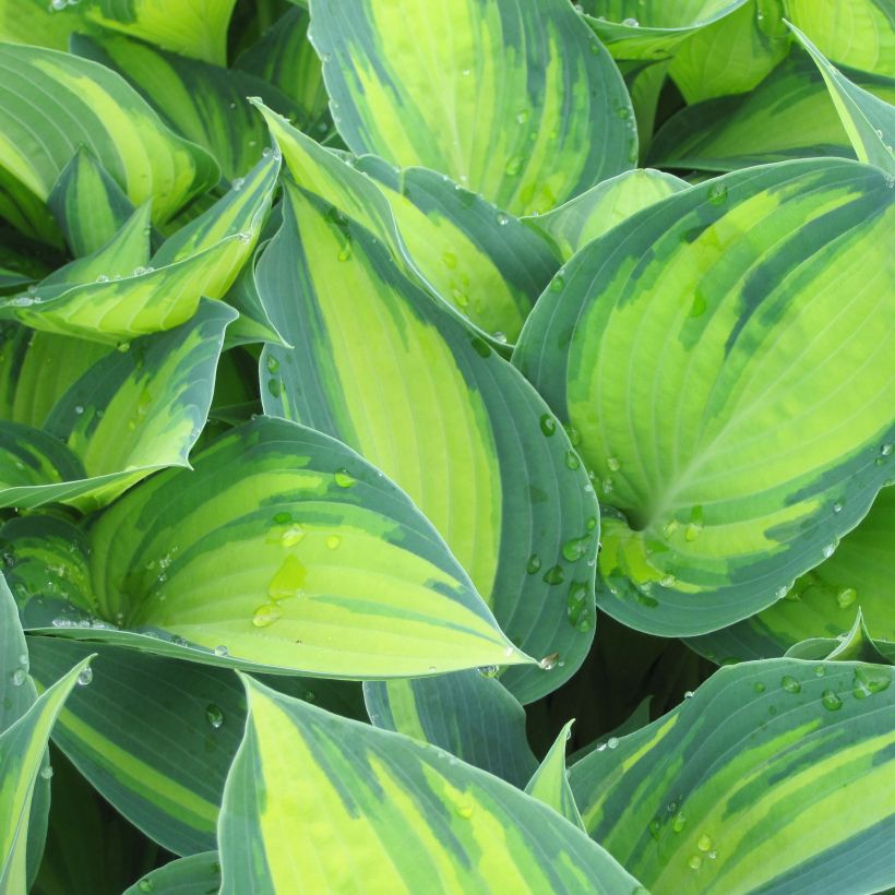 Hosta tardiana June (Foliage)