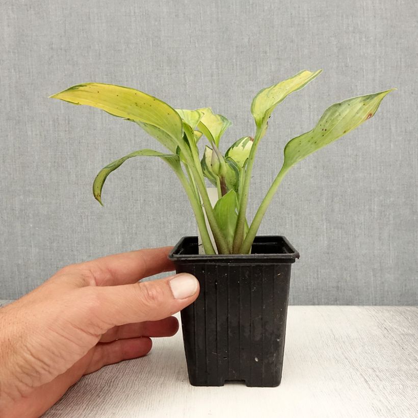 Esemplare di Hosta tardiana June Vasetto da 8/9 cm consegnato in estate