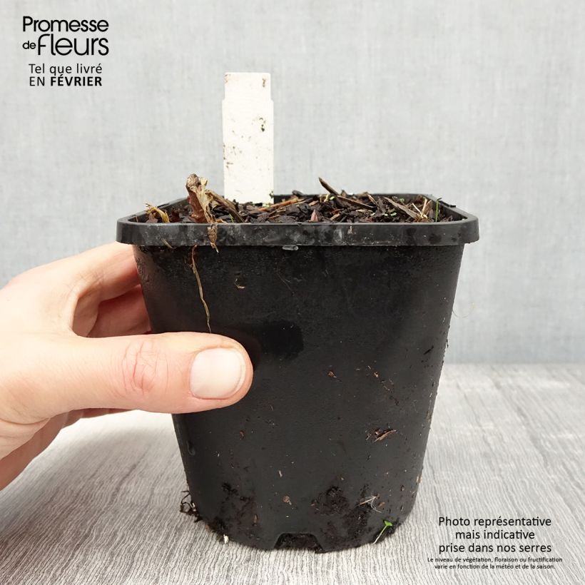 Hosta June Fever Pot de 1,5L/2L esemplare consegnato in inverno