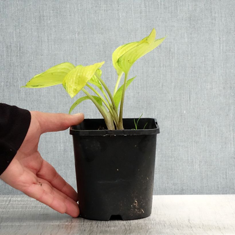 Hosta tardiana June Fever Vaso da 1,5L/2L esemplare consegnato in primavera