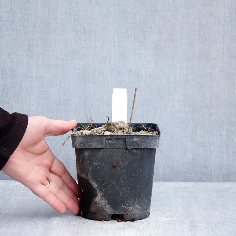 Example of Hosta tardiana June Vaso da 2L/3L as you get in hiver