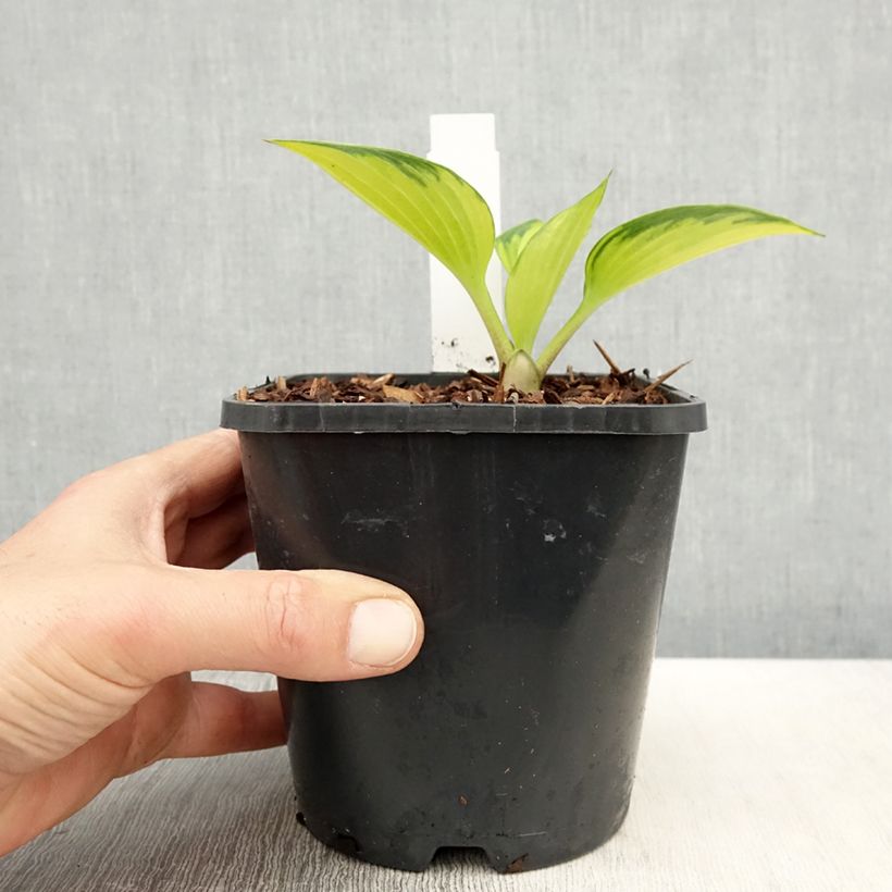 Hosta Justine Vaso da 1,5L/2L esemplare consegnato in primavera
