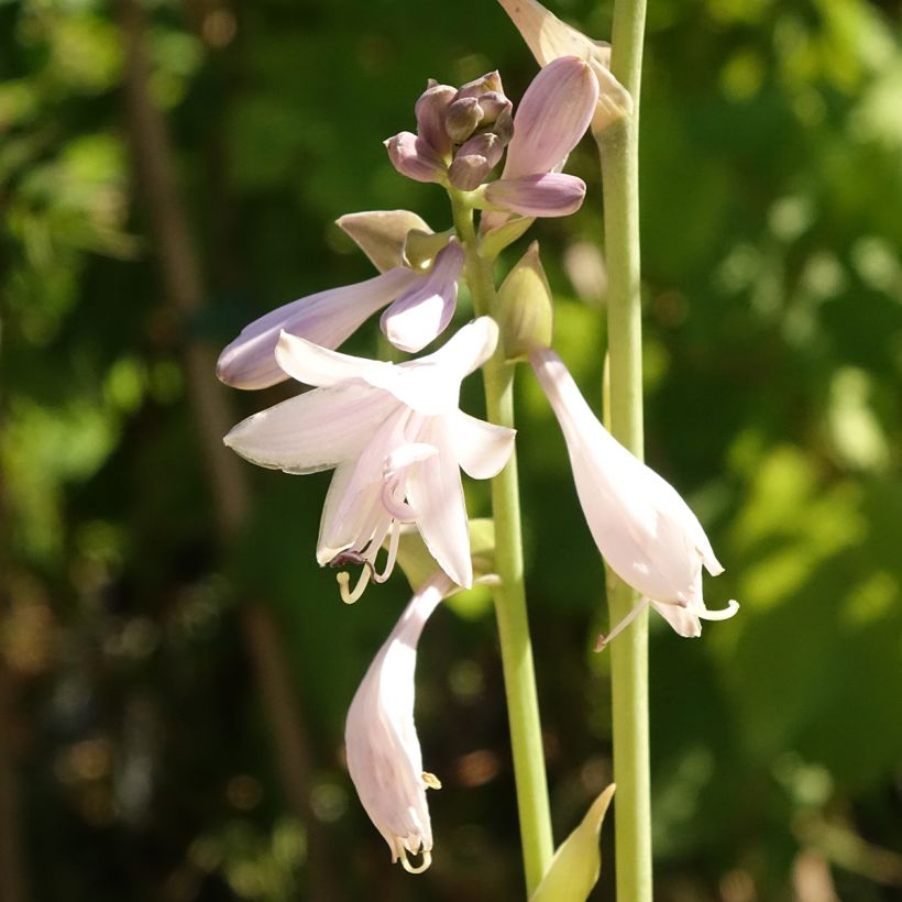 Hosta Ki Ren Jyaku (Fioritura)