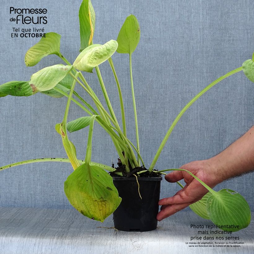 Esemplare di Hosta Ki Ren Jyaku Vaso da 1,5L/2L come consegnato in autunno
