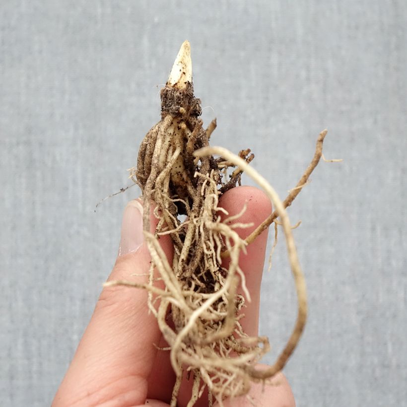 Hosta Ki Ren Jyaku Piante piccole a radice nuda esemplare consegnato in inverno