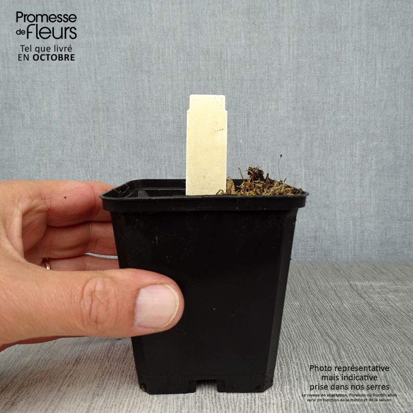 Esemplare di Hosta Krossa Regal Vasetto da 8/9 cm come consegnato in autunno