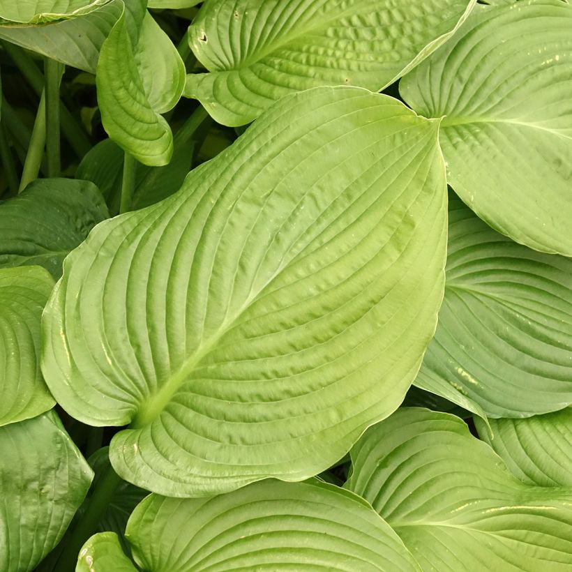 Hosta Lakeside Maverick (Fogliame)